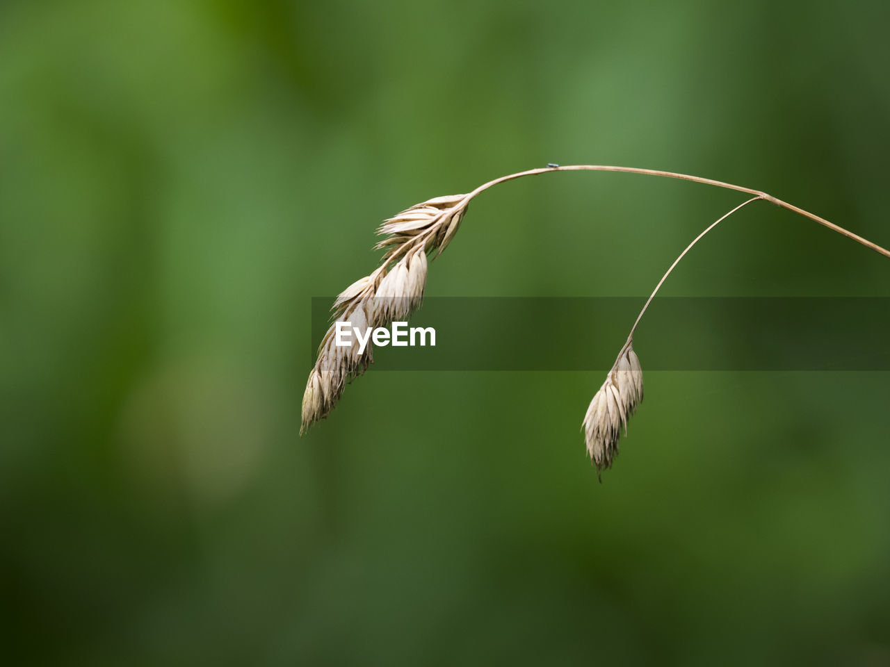 Close-up of cereal plant