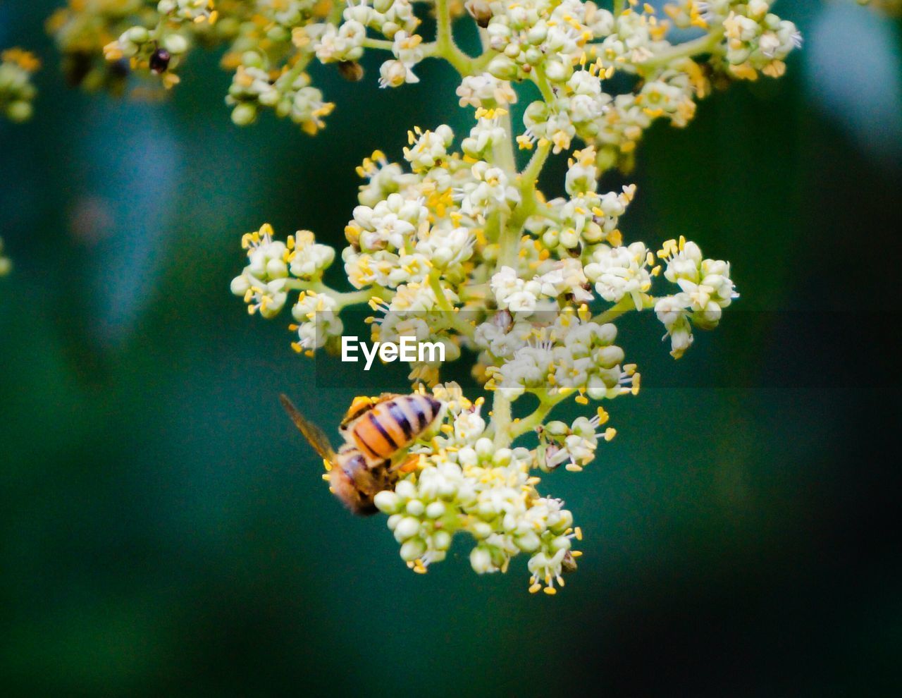 Close-up of bee on white flower