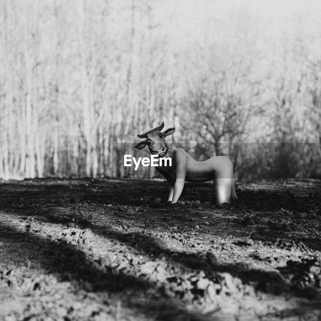 View of dog on field