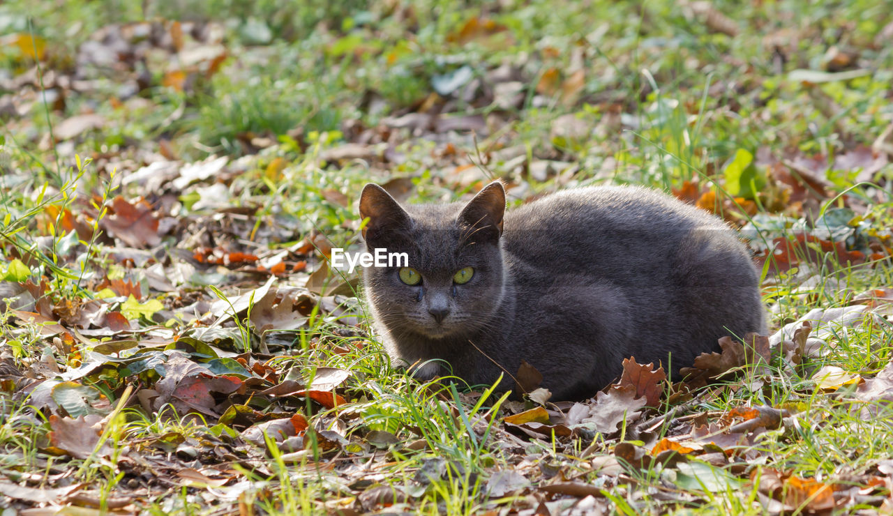 PORTRAIT OF BLACK CAT ON FIELD BY LAND