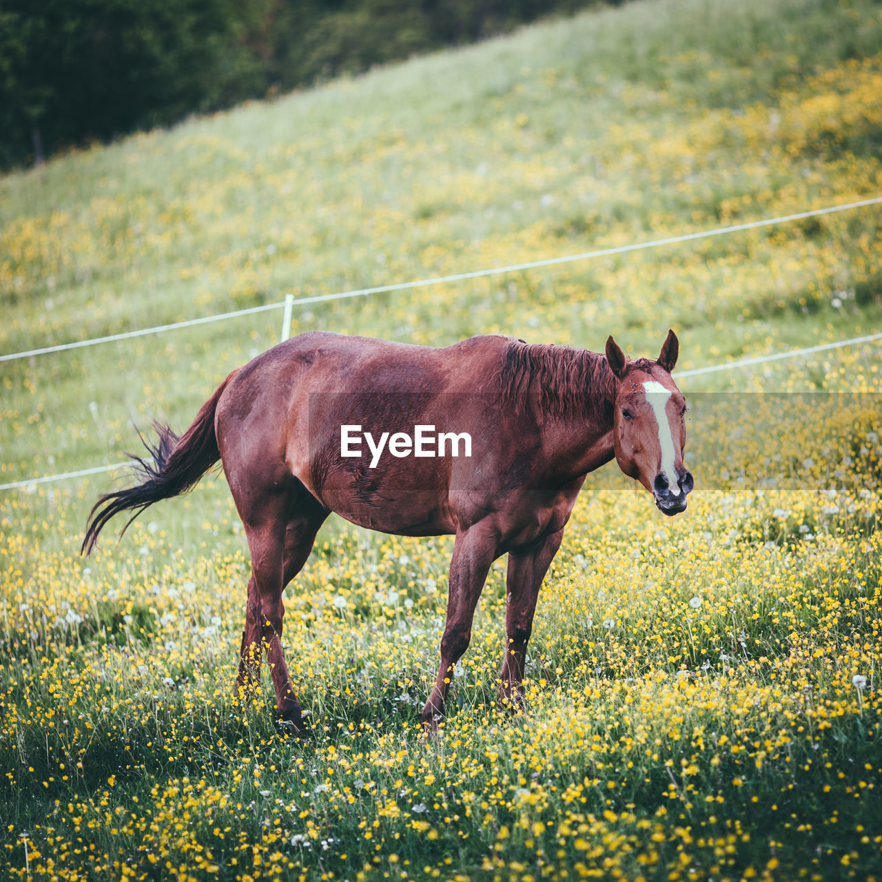 Horse standing on grassy field