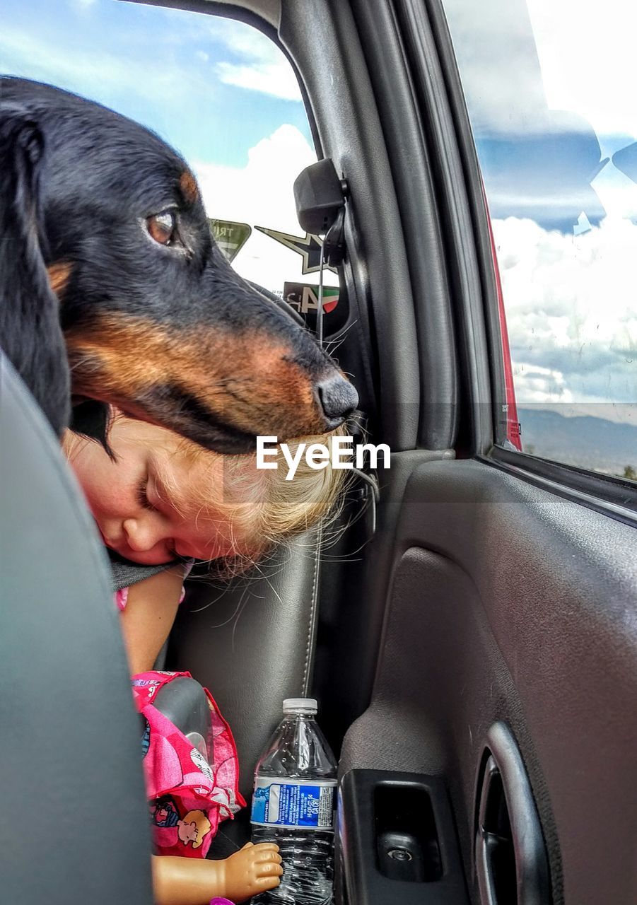 Dachshund by sleeping girl in car