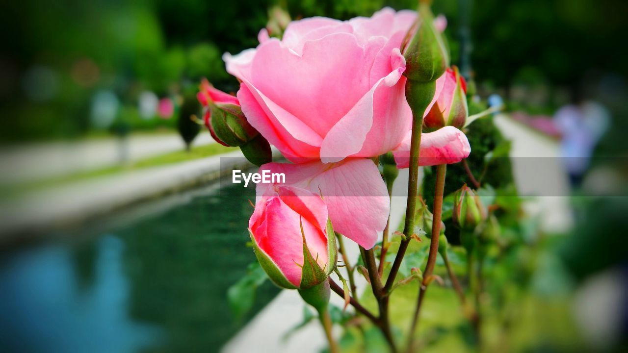 CLOSE-UP OF PINK ROSES