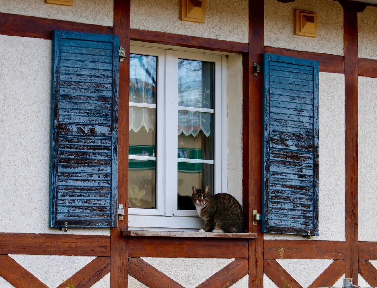 CAT BY WINDOW