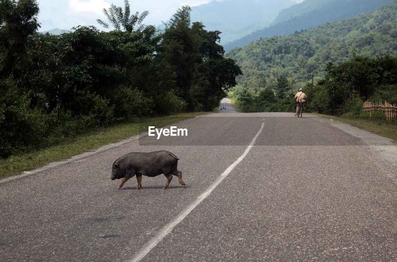 Pig walking on street