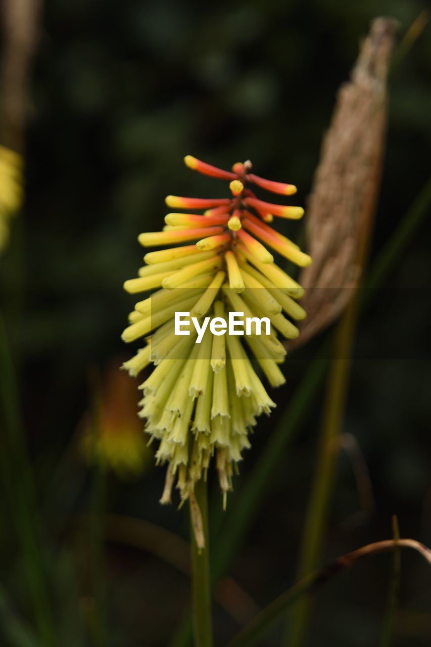 CLOSE-UP OF YELLOW FLOWER