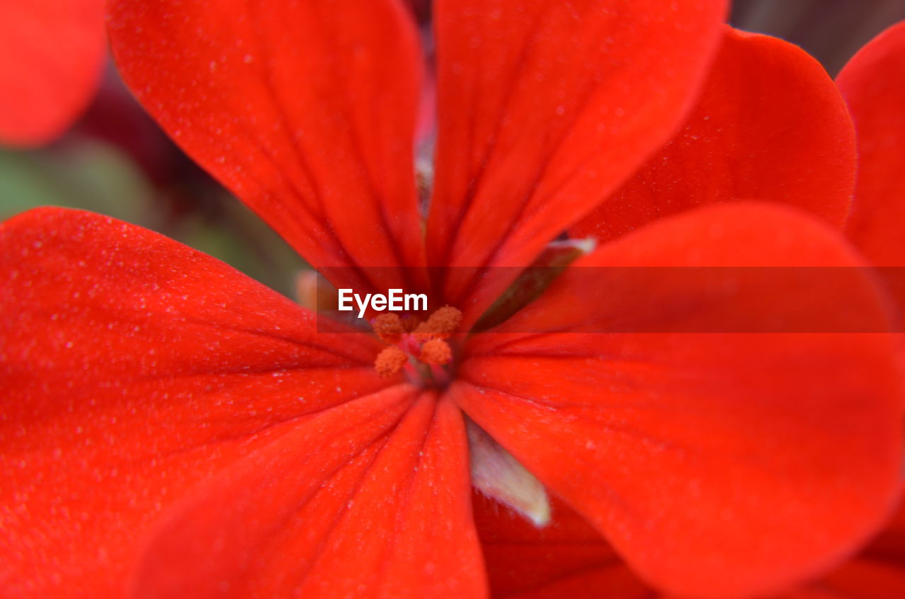 CLOSE-UP OF RED ROSE