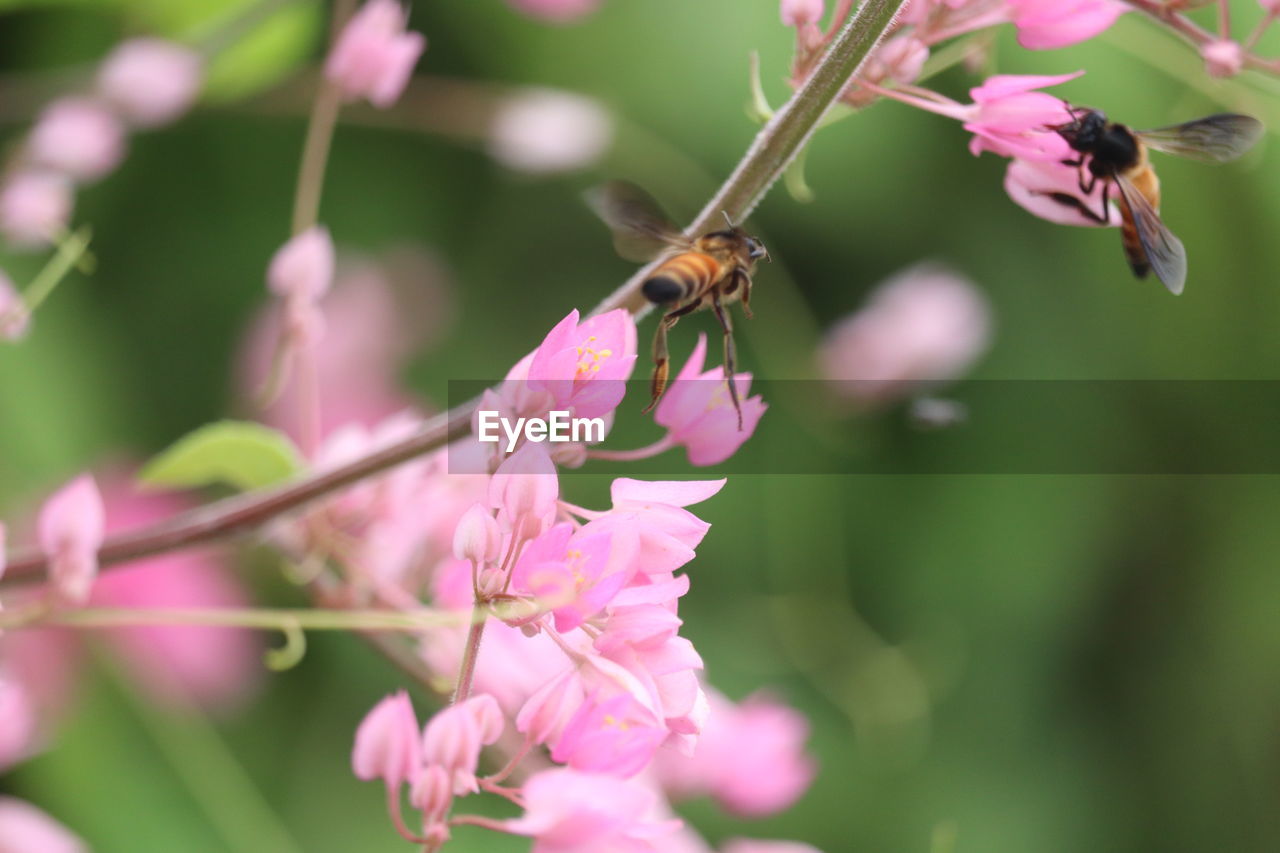 flower, plant, flowering plant, animal themes, beauty in nature, animal, animal wildlife, freshness, insect, pink, fragility, wildlife, nature, petal, close-up, one animal, flower head, blossom, no people, macro photography, growth, springtime, animal wing, focus on foreground, tree, feeding, selective focus, outdoors, eating, food, pollination, perching, animal body part, environment, branch, day, bee, defocused, full length