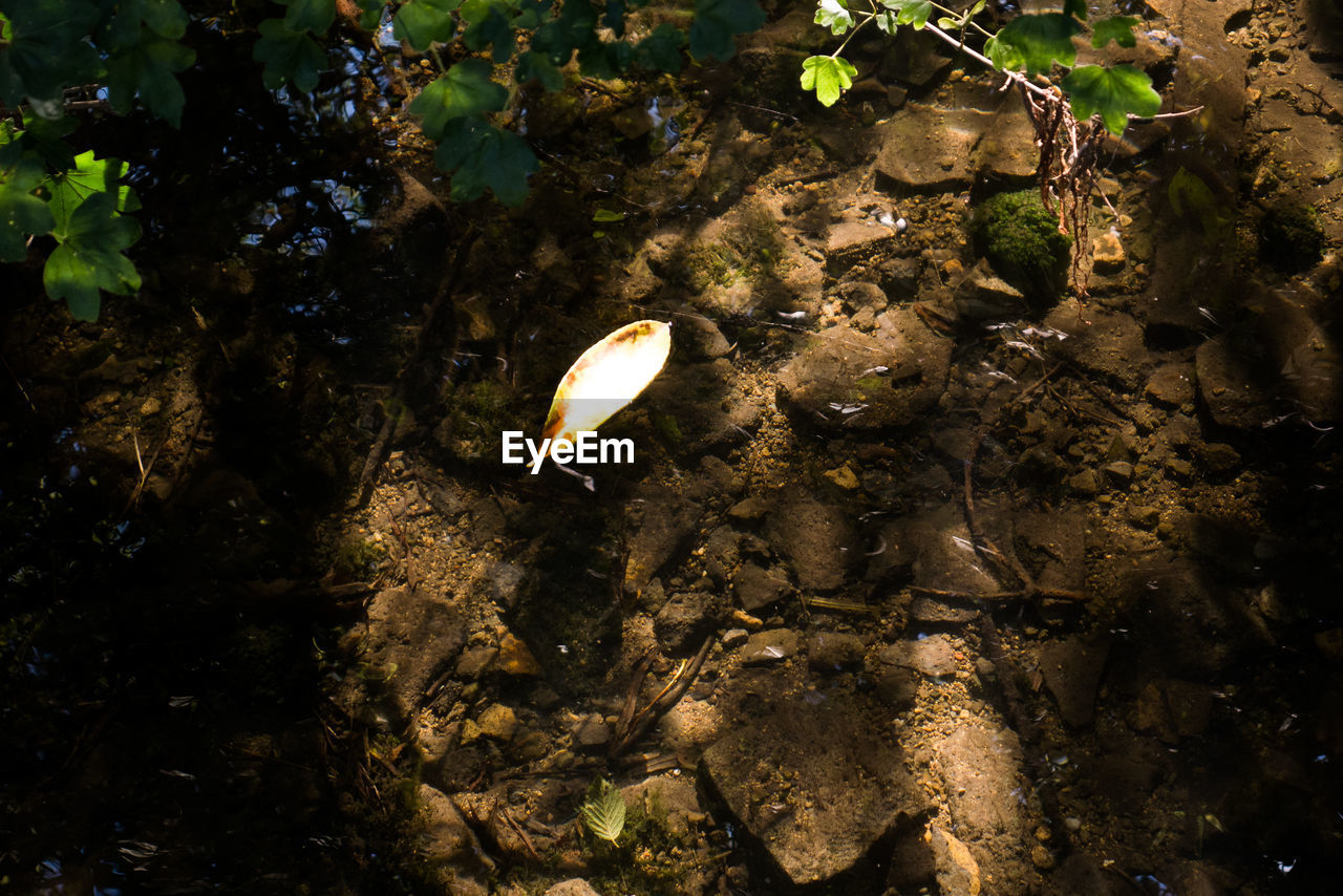 CLOSE-UP HIGH ANGLE VIEW OF WATER IN SUNLIGHT