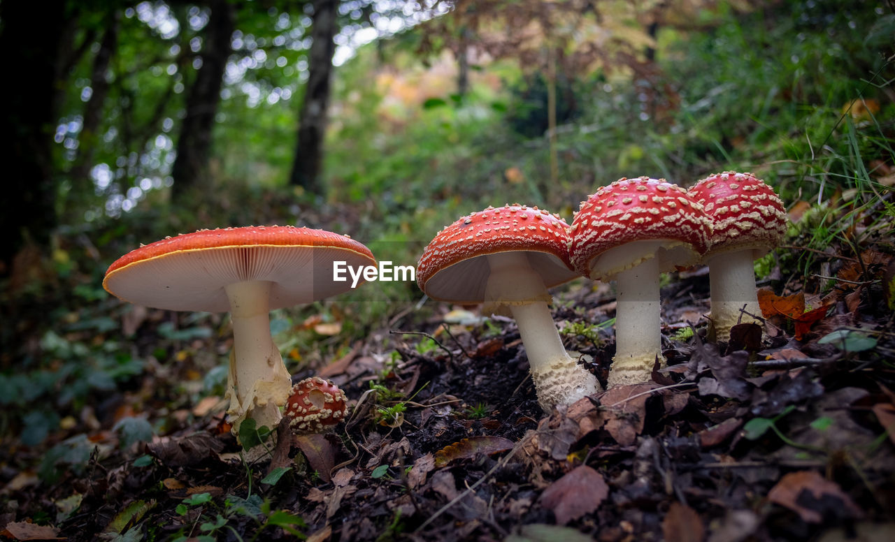 Flay agaric mushroom

