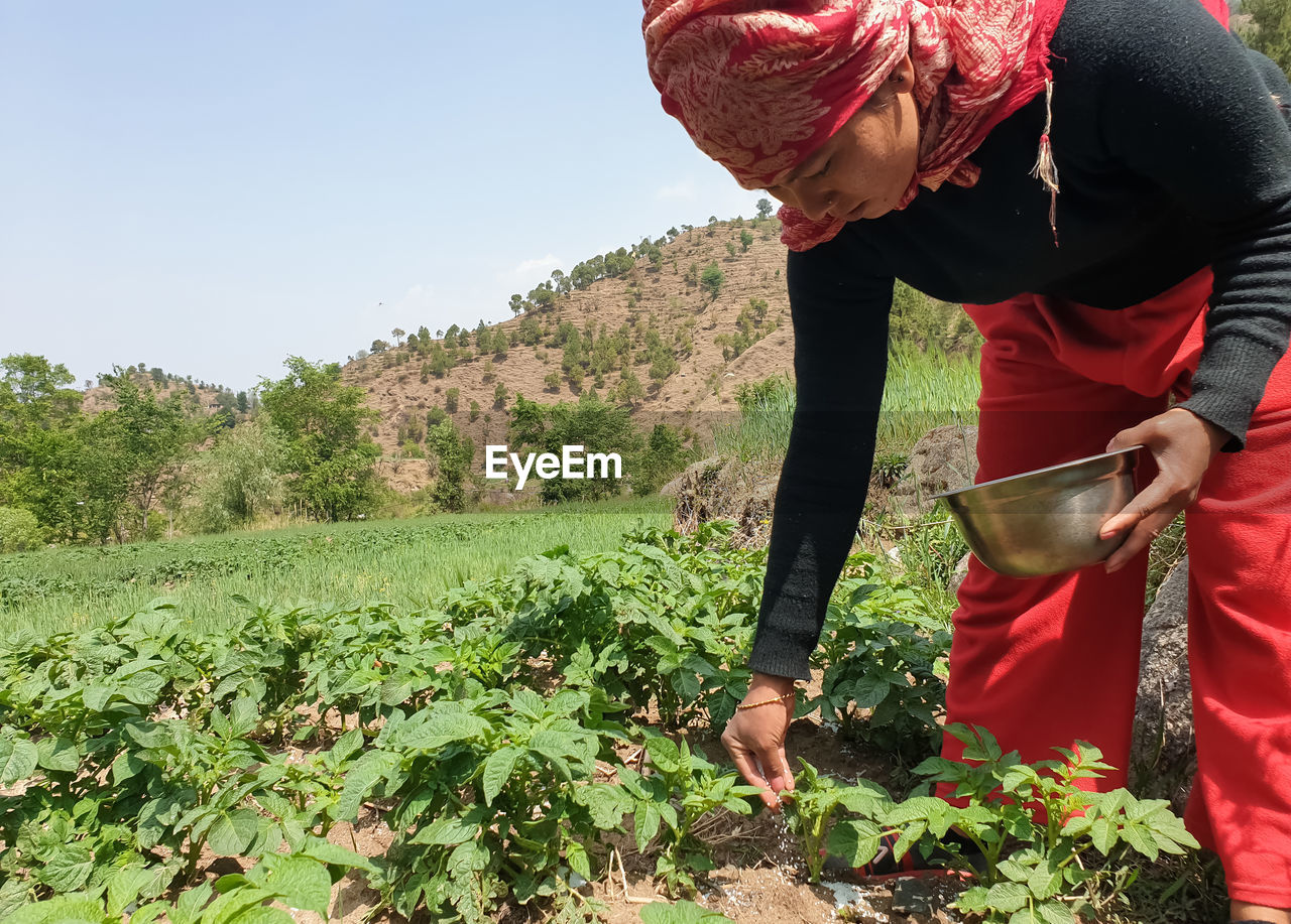 Full length of young women giving urea fertilizer to potato farm 