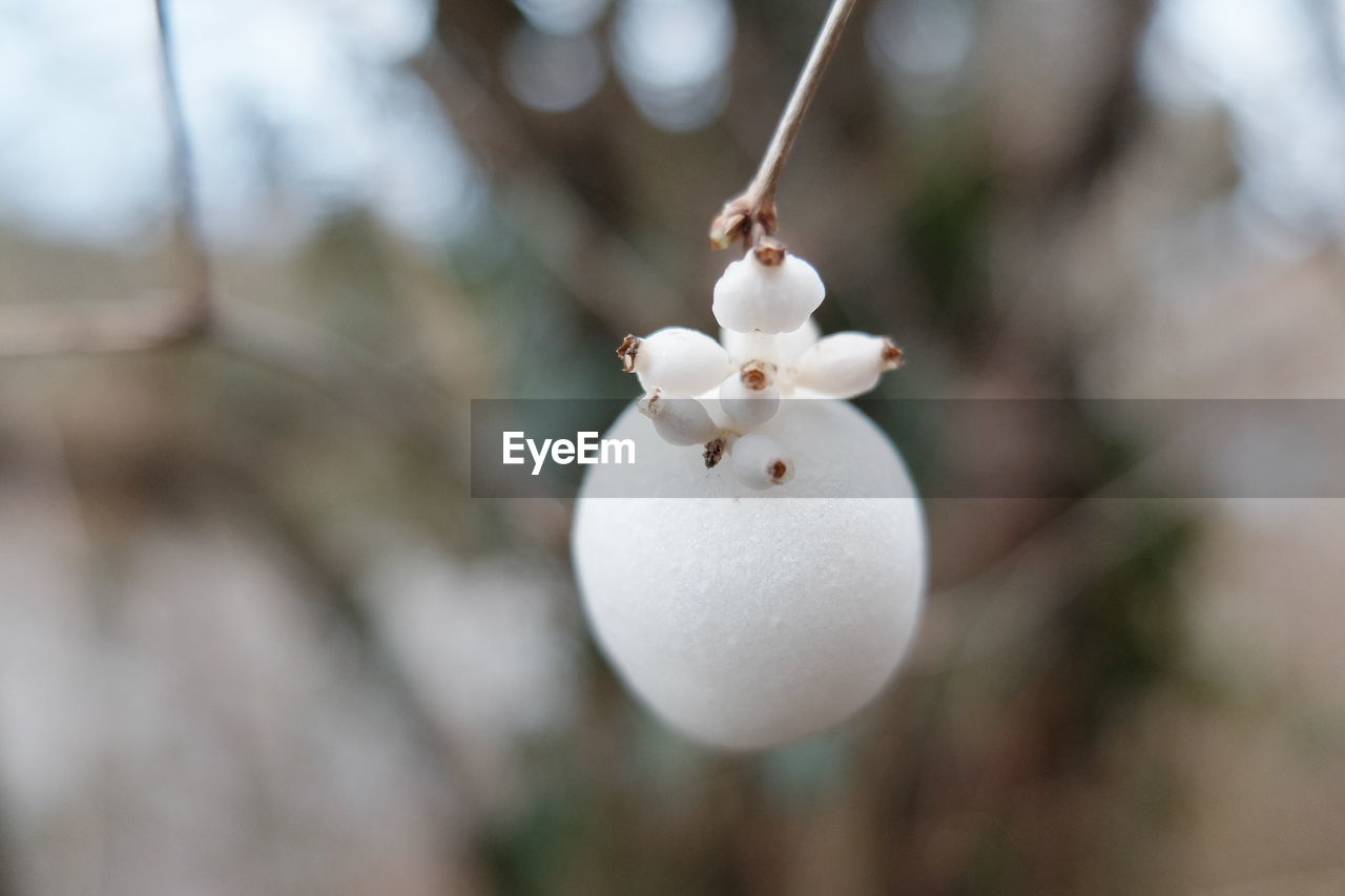 CLOSE-UP OF WHITE HANGING ON TREE OUTDOORS