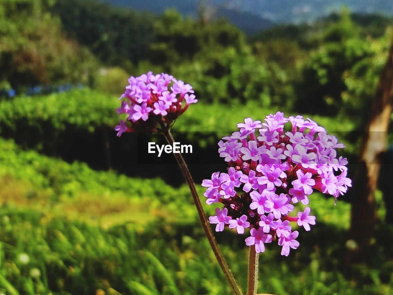 CLOSE-UP OF PURPLE FLOWERS BLOOMING