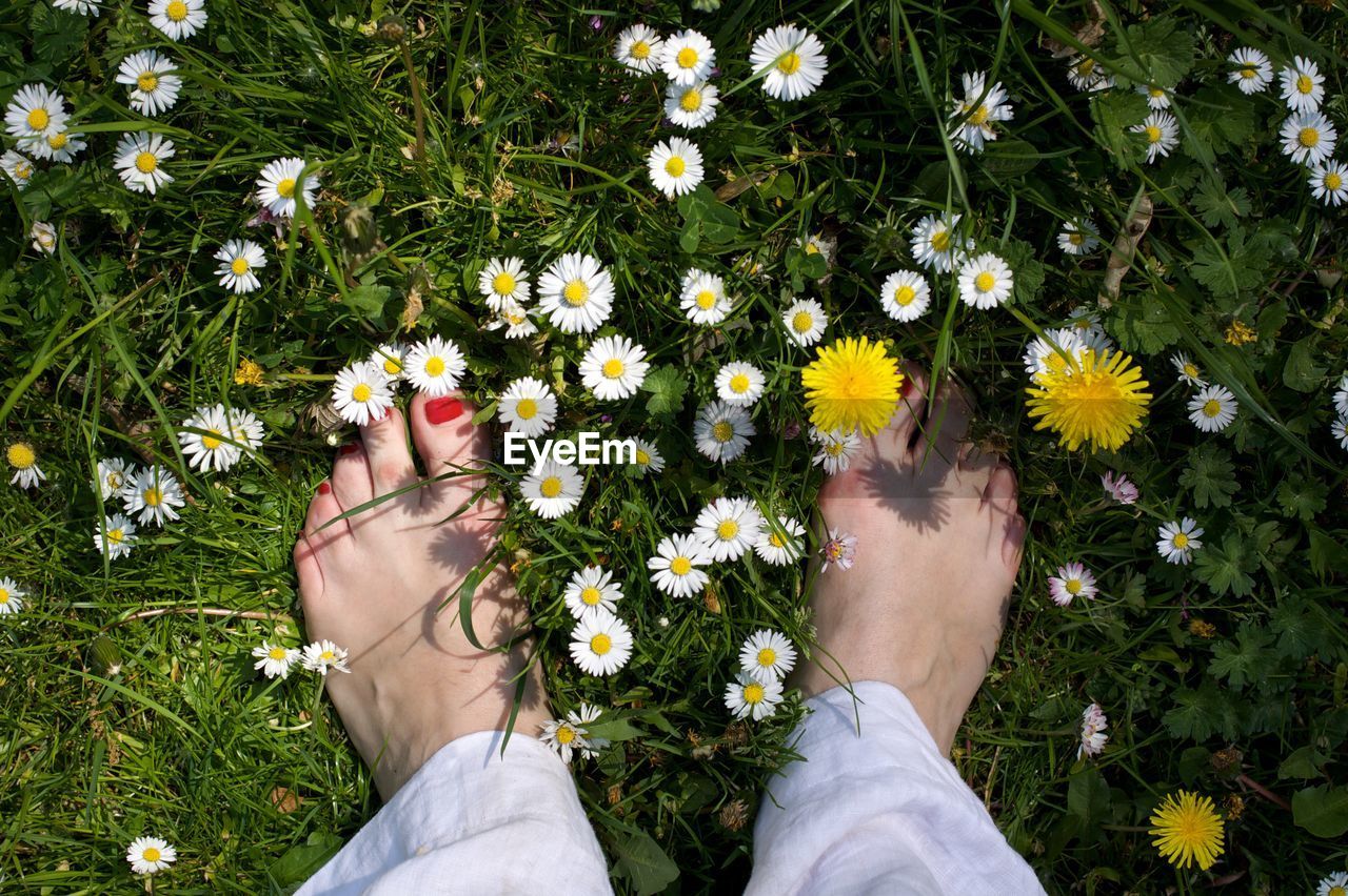 Low section of woman standing amidst wildflowers