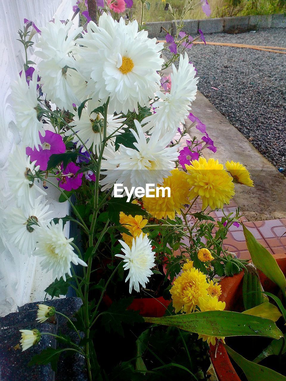 CLOSE-UP OF YELLOW FLOWER BLOOMING OUTDOORS