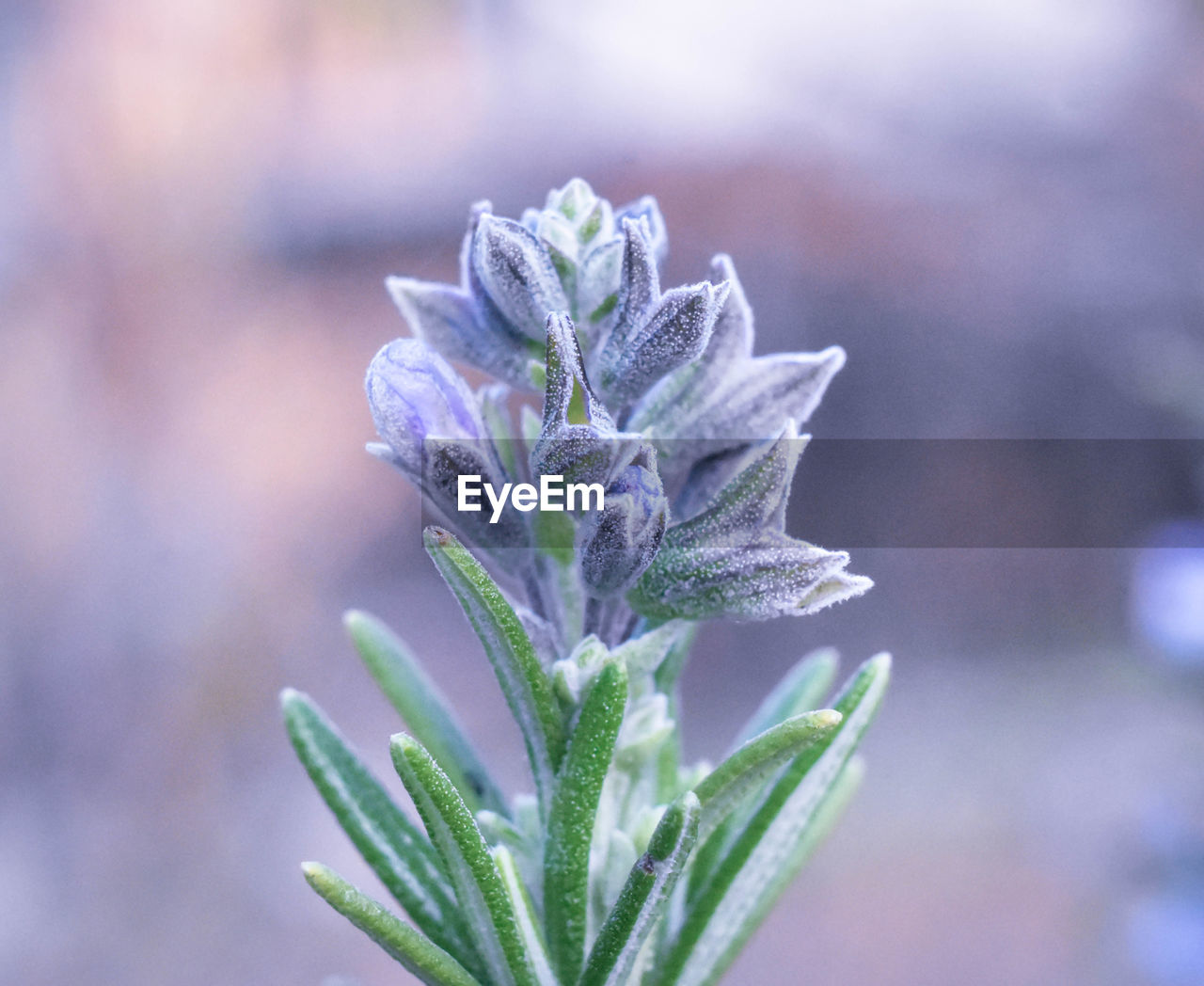 Close-up of purple flowering plant