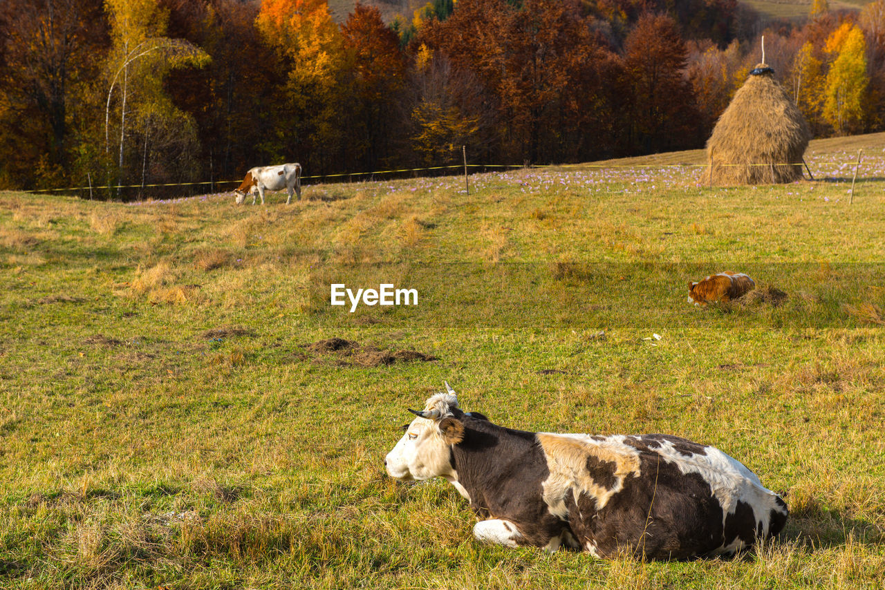 Cattle sitting on field