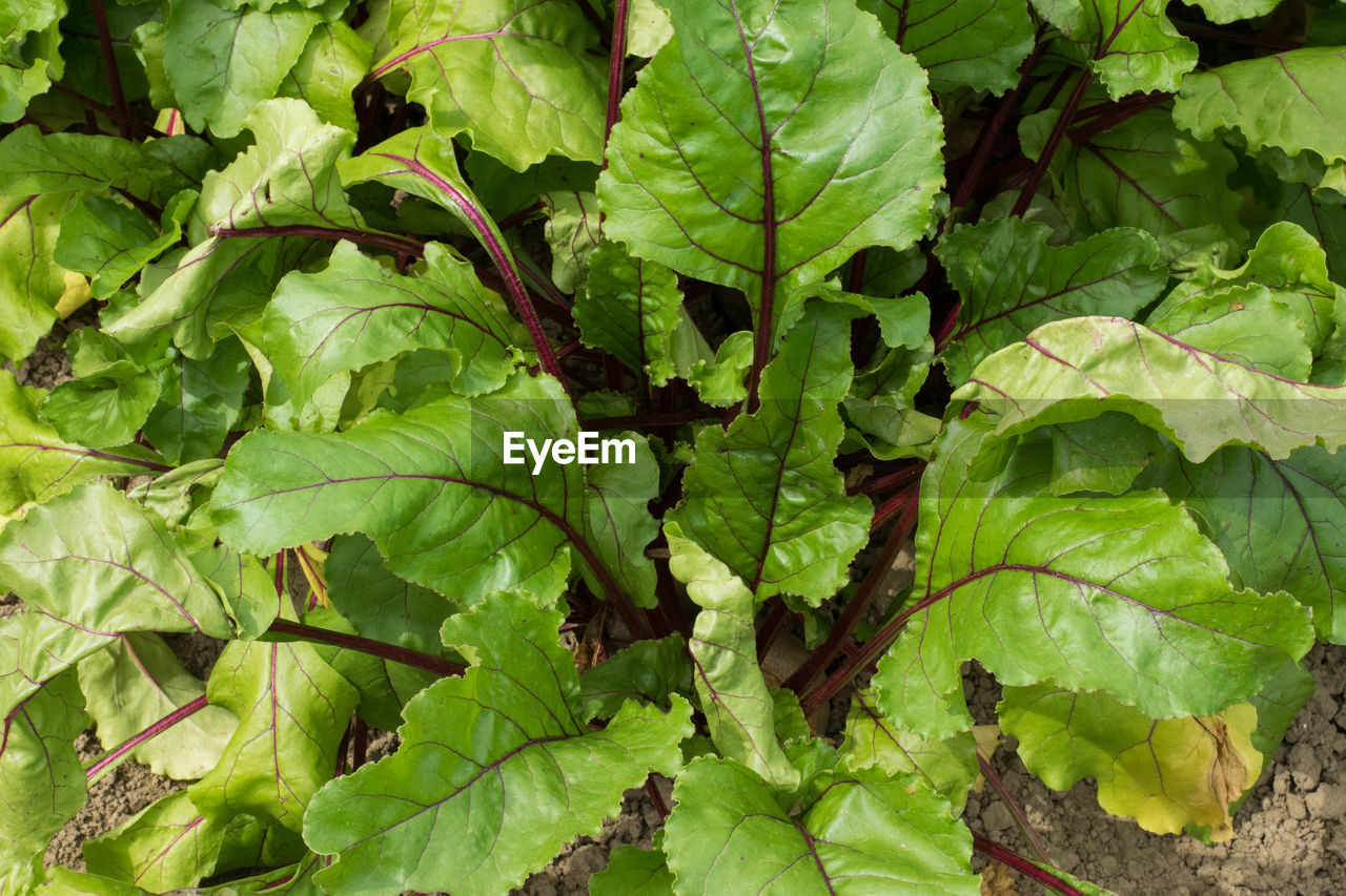 Full frame shot of fresh green leaves