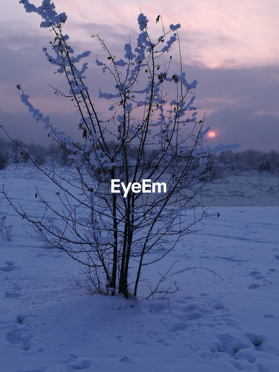 CLOSE-UP OF TREE AGAINST SEA DURING SUNSET