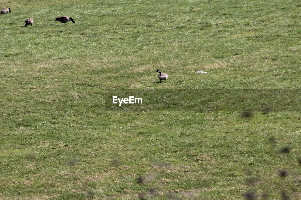 VIEW OF GRASSY FIELD