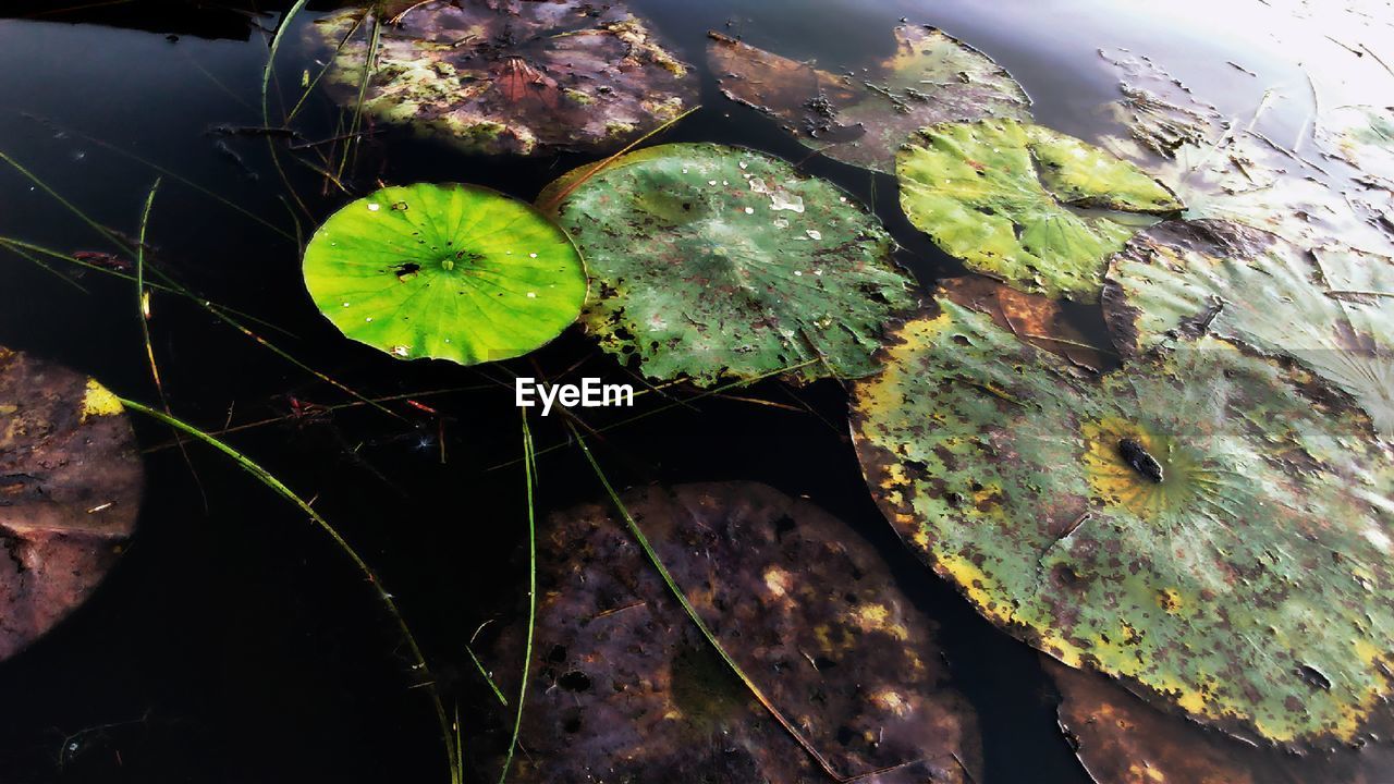 Close-up of lotus water lily