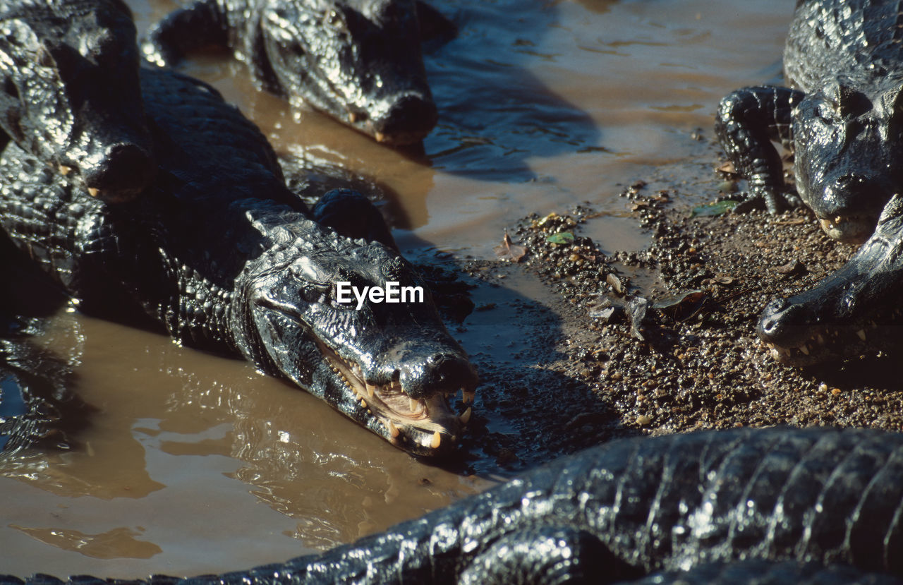 High angle view of water with alligators