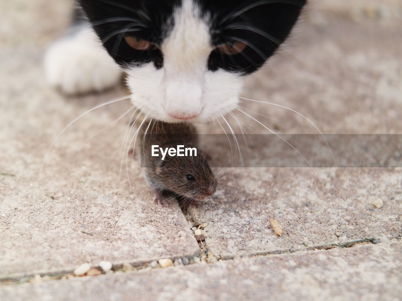 Close-up of cat smelling mouse on footpath