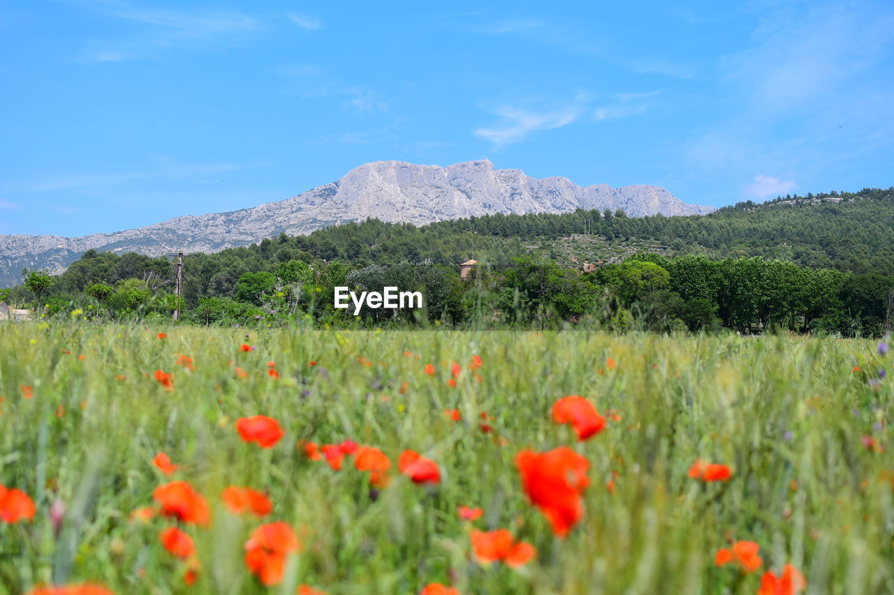 Scenic view of flowering plants on field against sky 