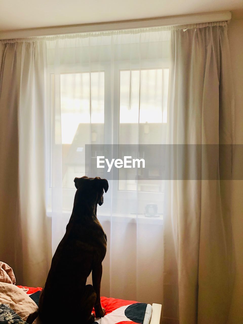 Dog sitting on window at home