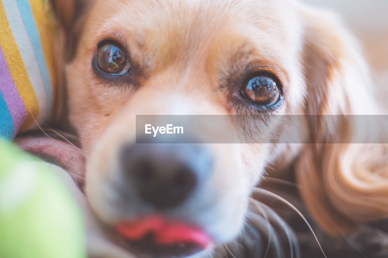 CLOSE-UP PORTRAIT OF PUG