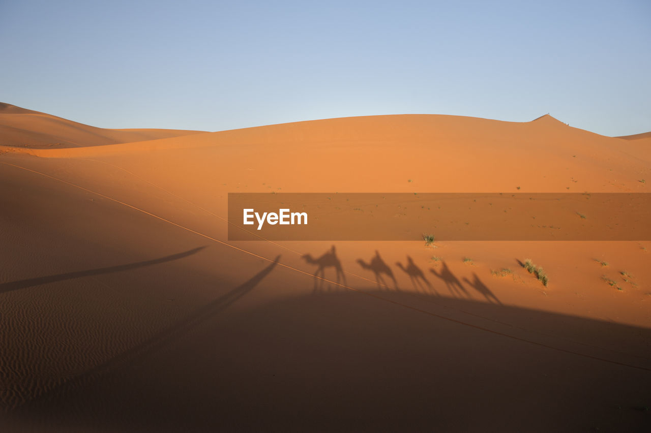 Shadow of people riding camels in desert