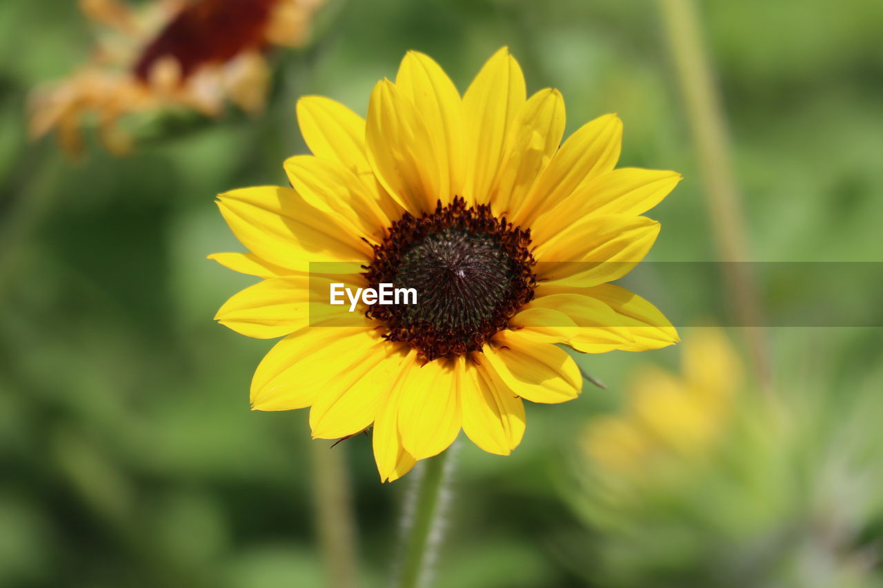 CLOSE-UP OF YELLOW FLOWERING PLANTS