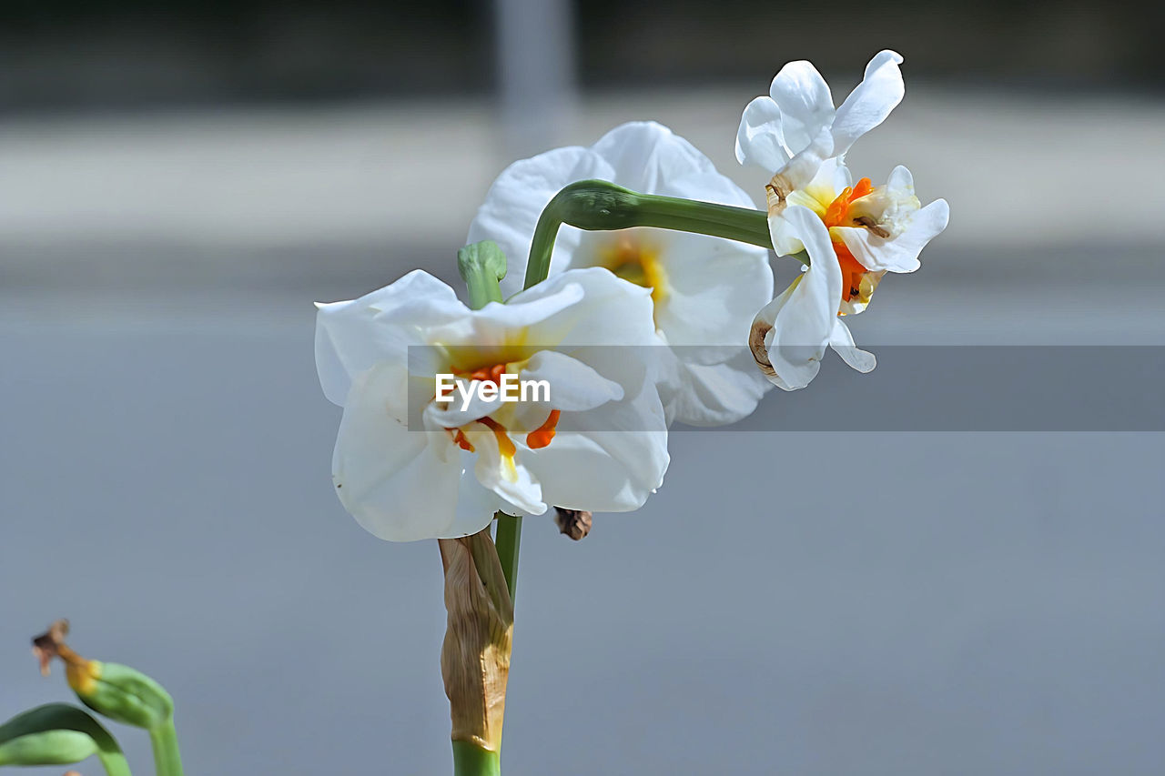 flower, flowering plant, plant, freshness, beauty in nature, fragility, petal, blossom, flower head, nature, close-up, white, macro photography, inflorescence, growth, yellow, focus on foreground, springtime, no people, pollen, outdoors, botany, day, spring, plant stem
