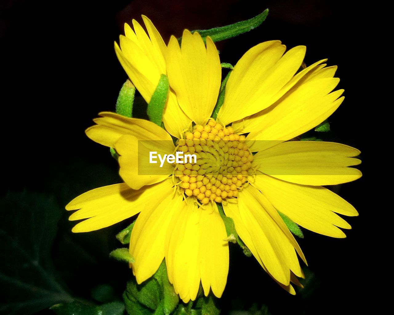 CLOSE-UP OF YELLOW FLOWER AT NIGHT