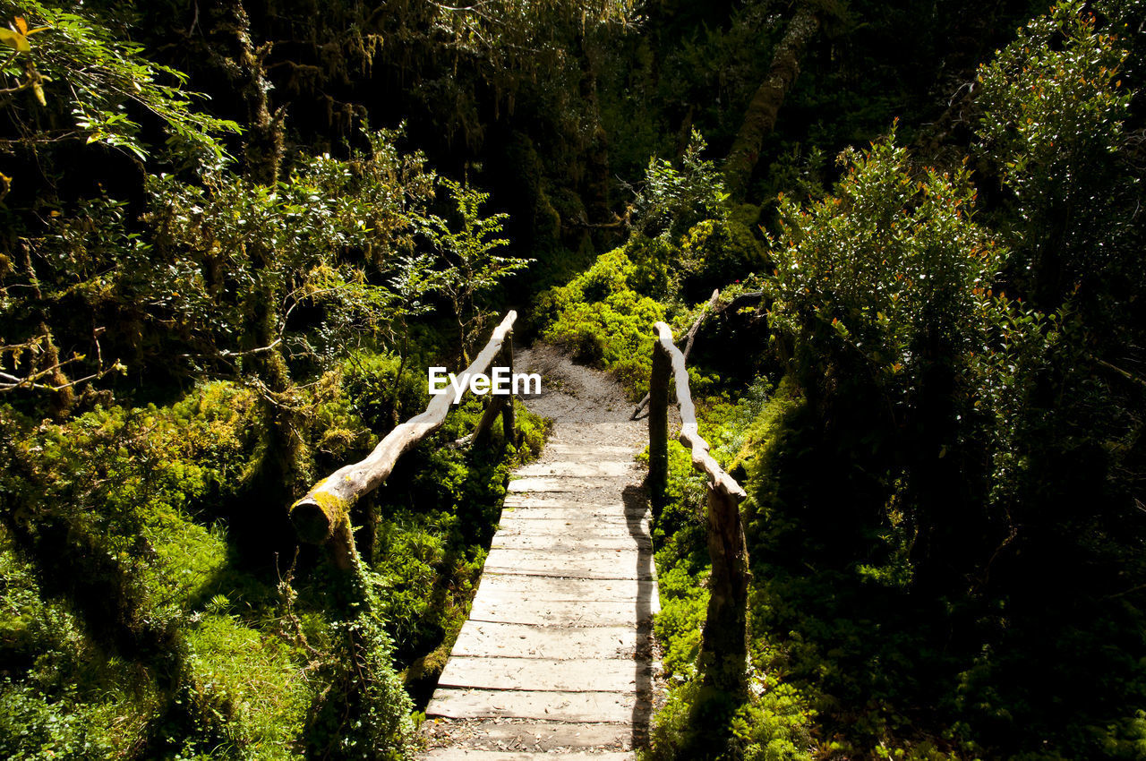 Footpath amidst trees in forest