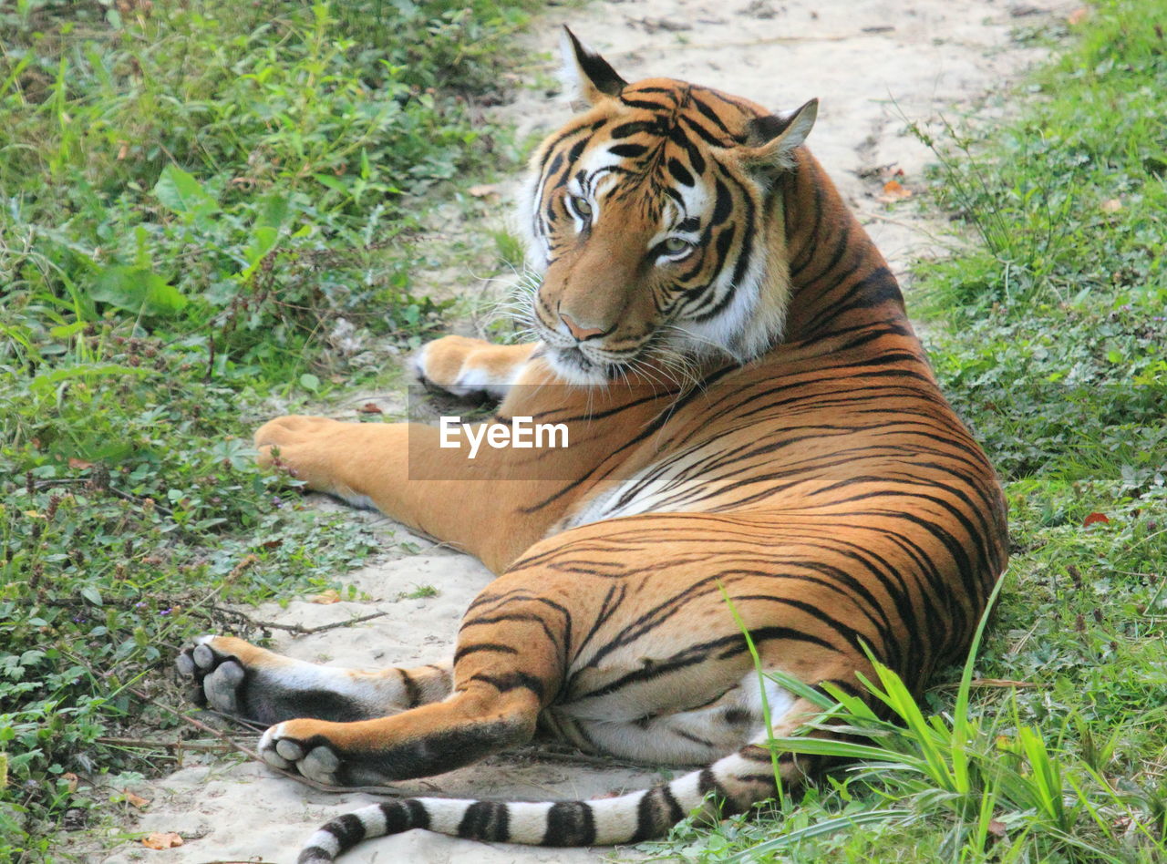 Tiger lying on field