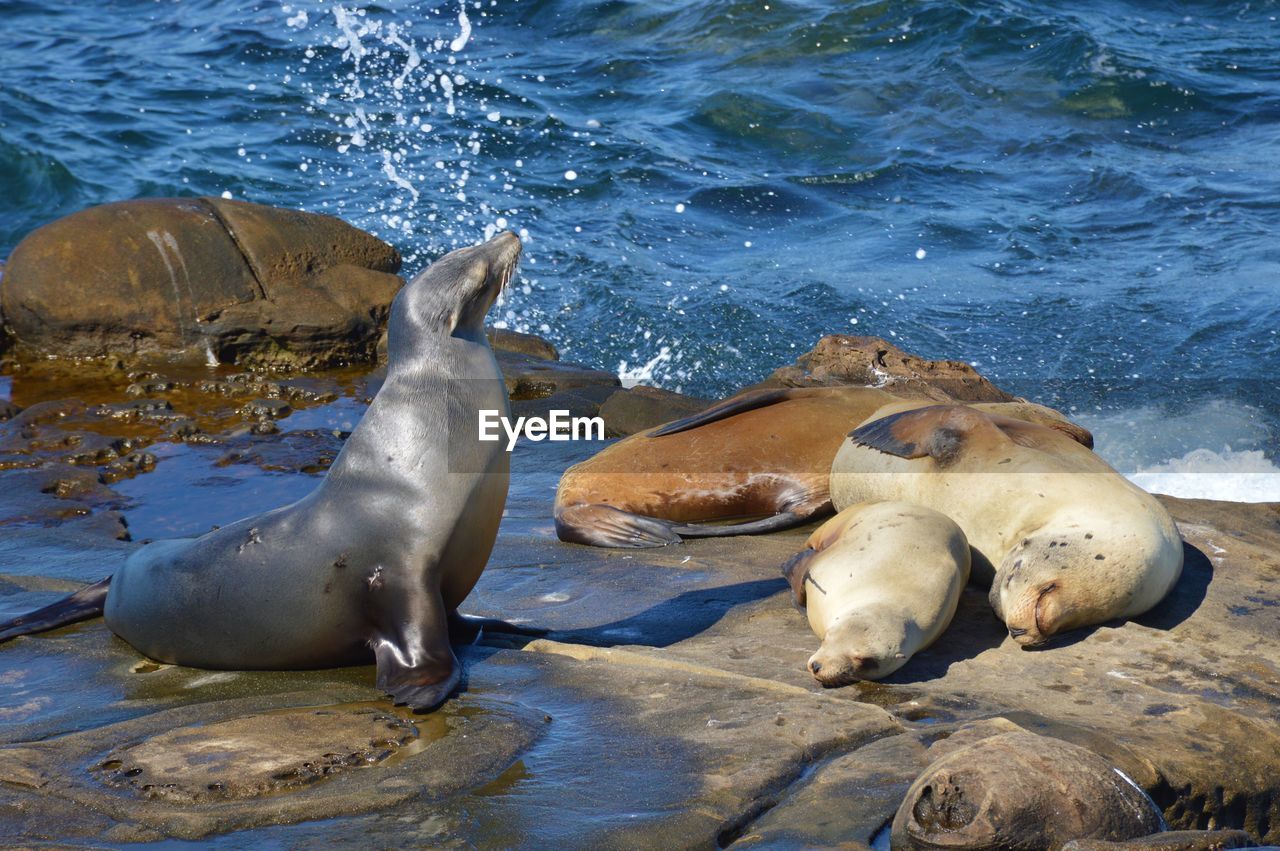 High angle view of seals