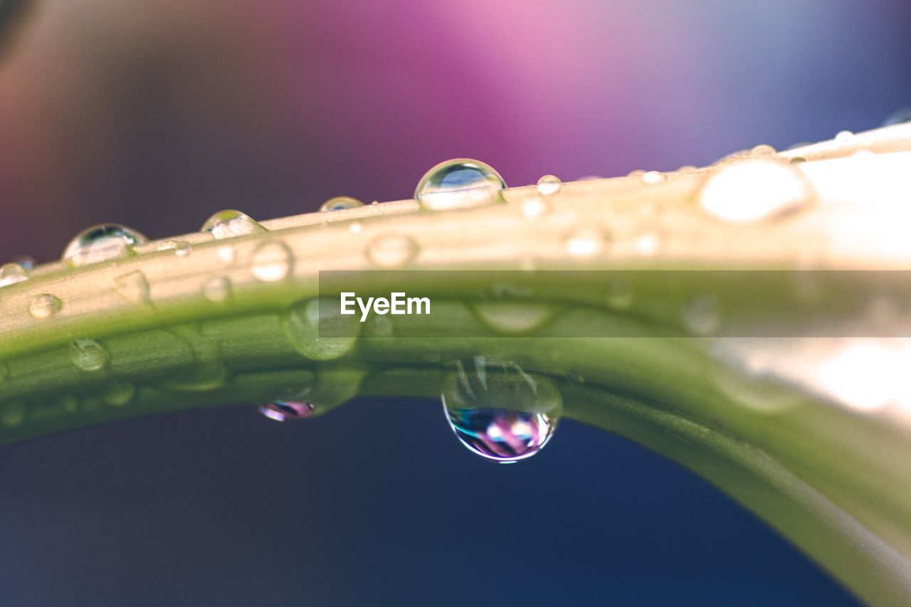 Close-up of raindrop on plant