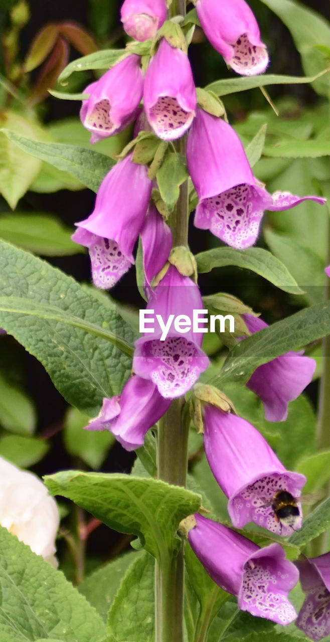 CLOSE-UP OF PURPLE FLOWERS BLOOMING OUTDOORS