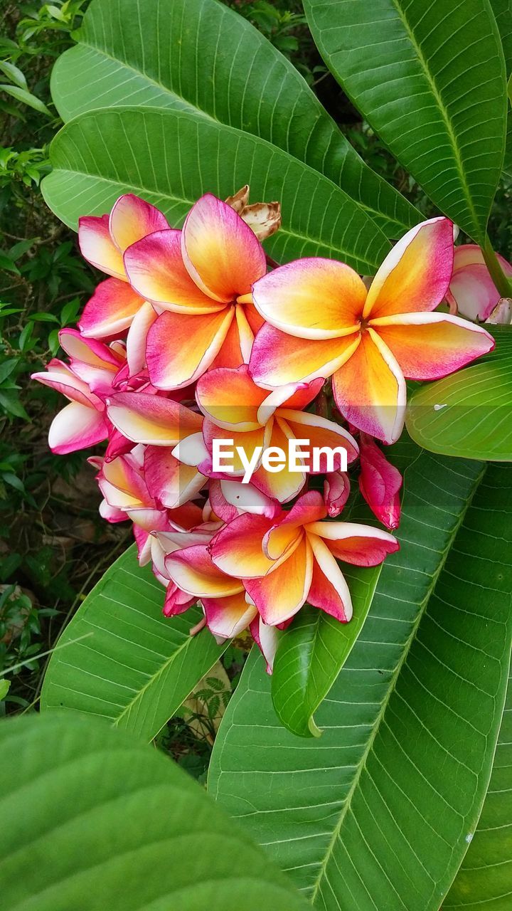 CLOSE-UP OF PINK FLOWERS BLOOMING AT PARK