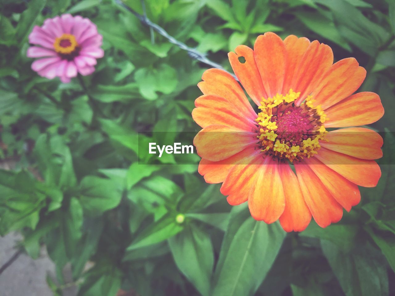 CLOSE-UP OF ORANGE COSMOS BLOOMING OUTDOORS