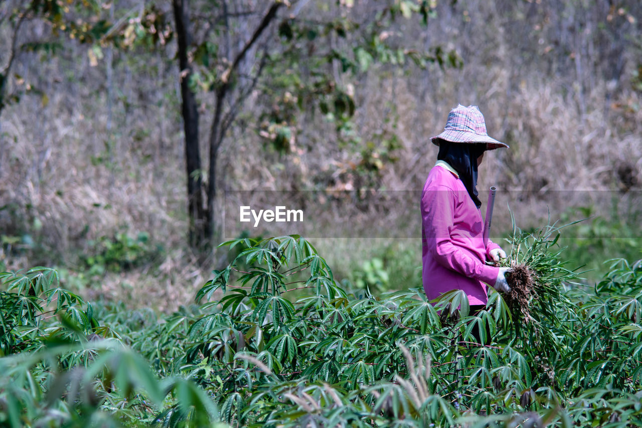 Traditional farming as in the old days when thai women mowed the grass in the fields alone.