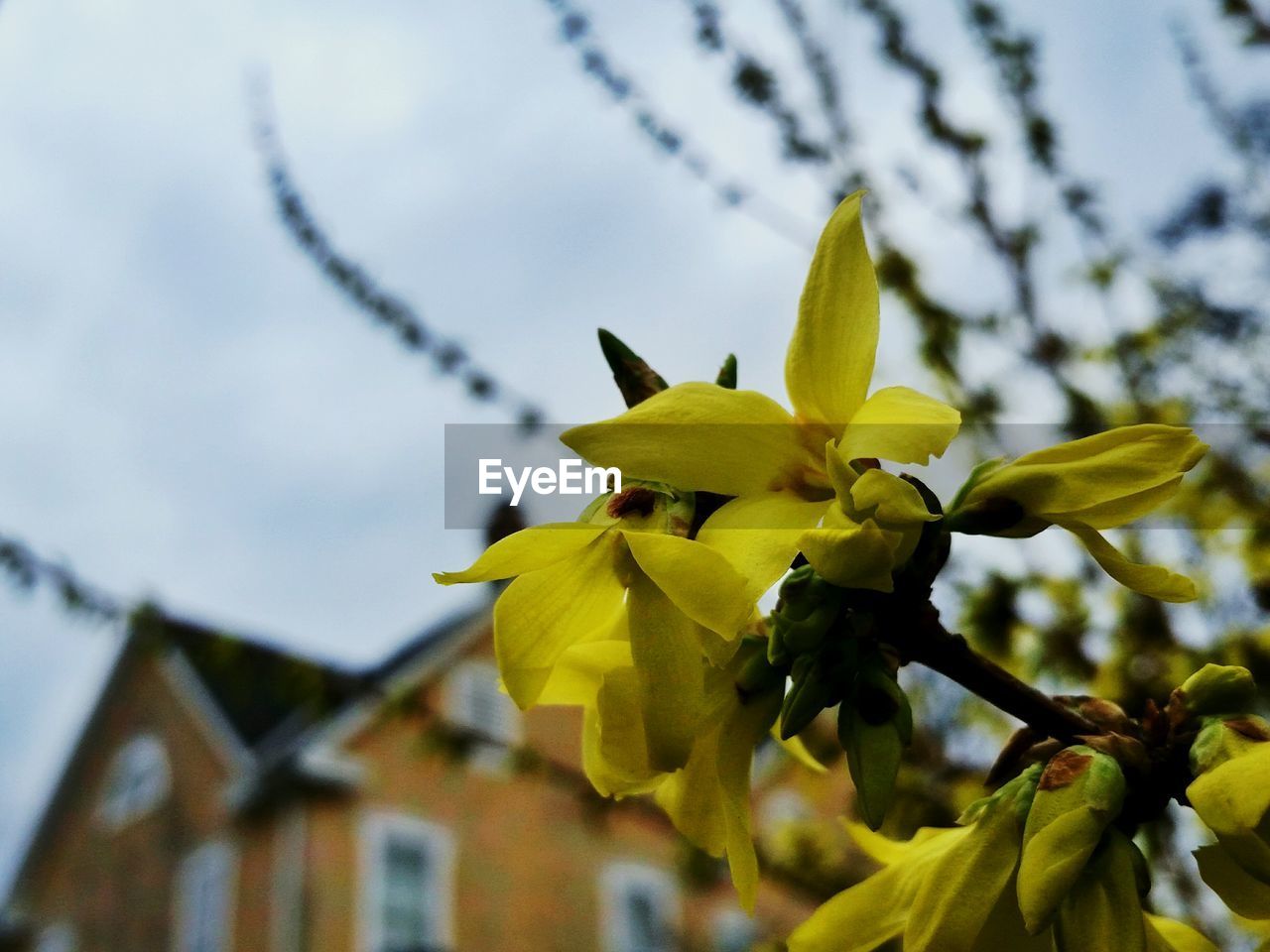 Close-up of yellow flowering plant