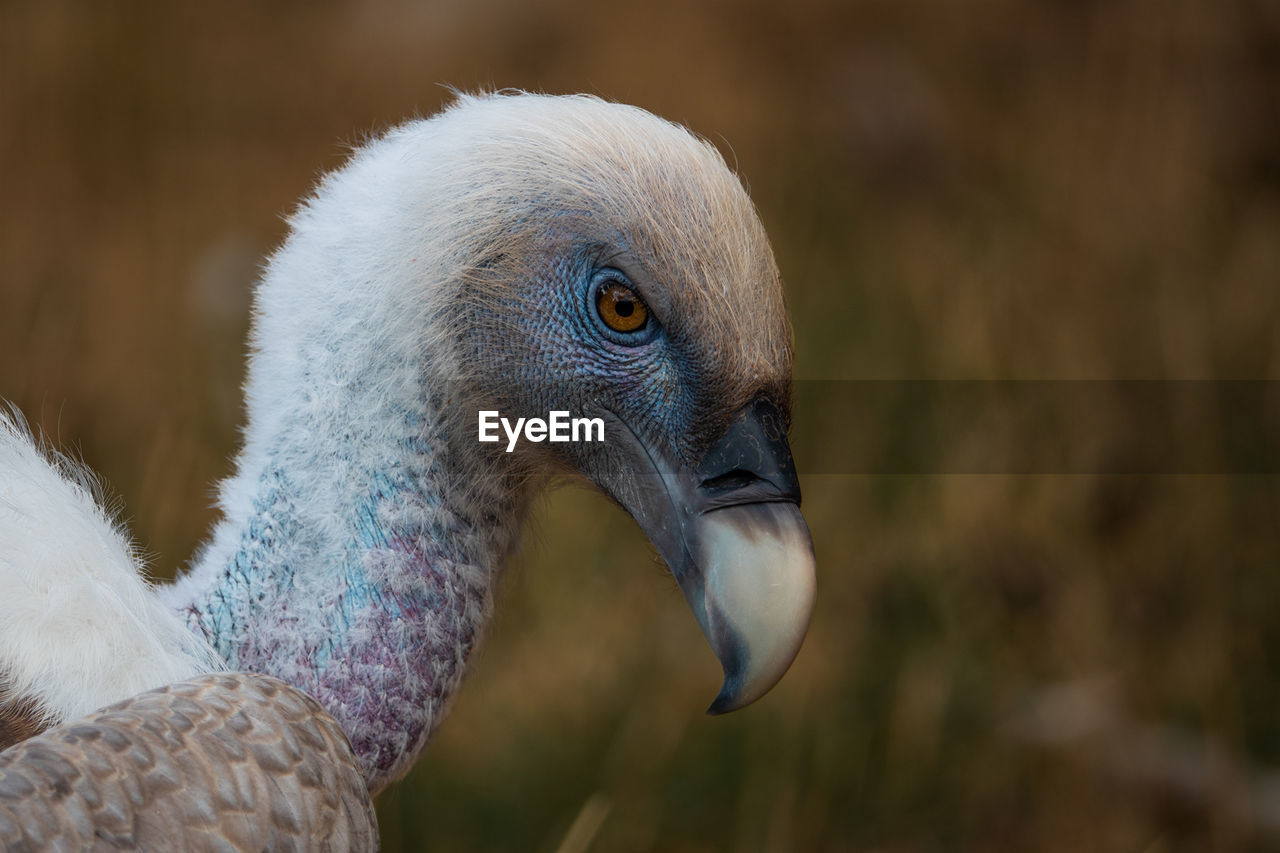 Close-up of bird