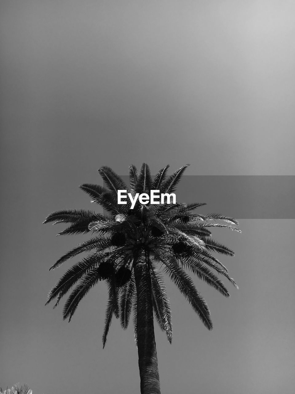 LOW ANGLE VIEW OF PALM TREES AGAINST SKY