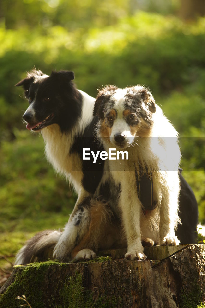 animal themes, animal, mammal, dog, pet, group of animals, domestic animals, no people, nature, animal wildlife, two animals, border collie, outdoors, plant, canine, animal hair, tree, wildlife, cute, day, focus on foreground, sitting