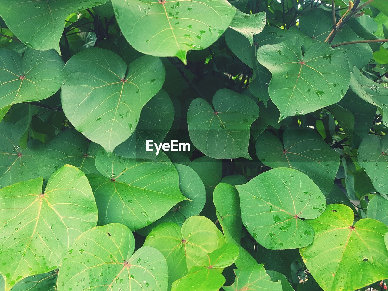 HIGH ANGLE VIEW OF LEAVES ON WATER