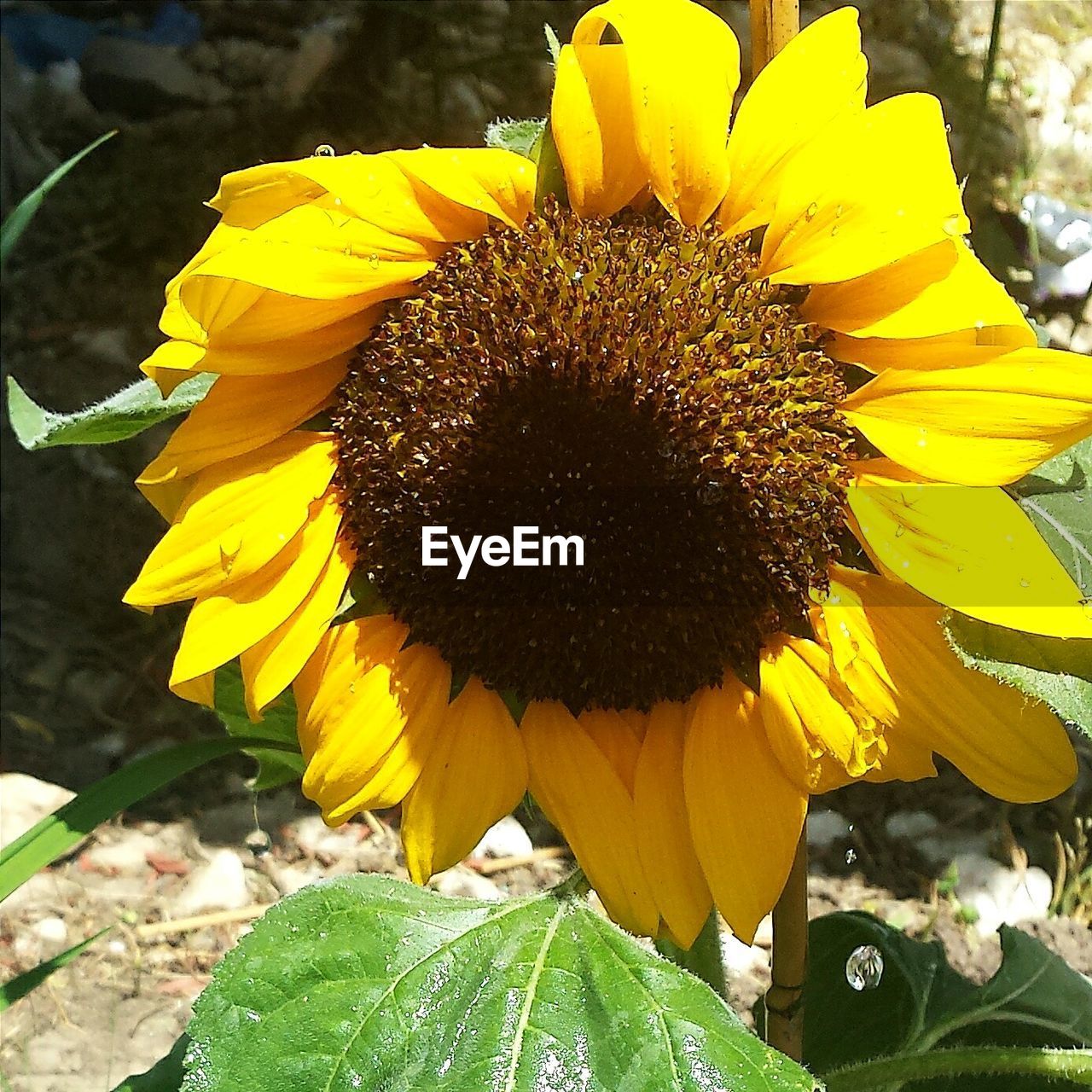 Close-up of sunflower