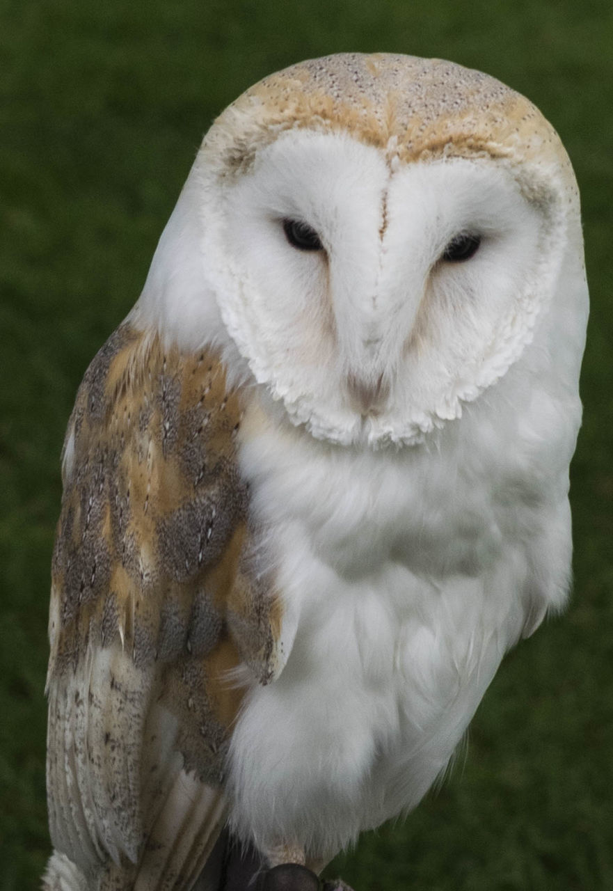 Close-up portrait of an animal