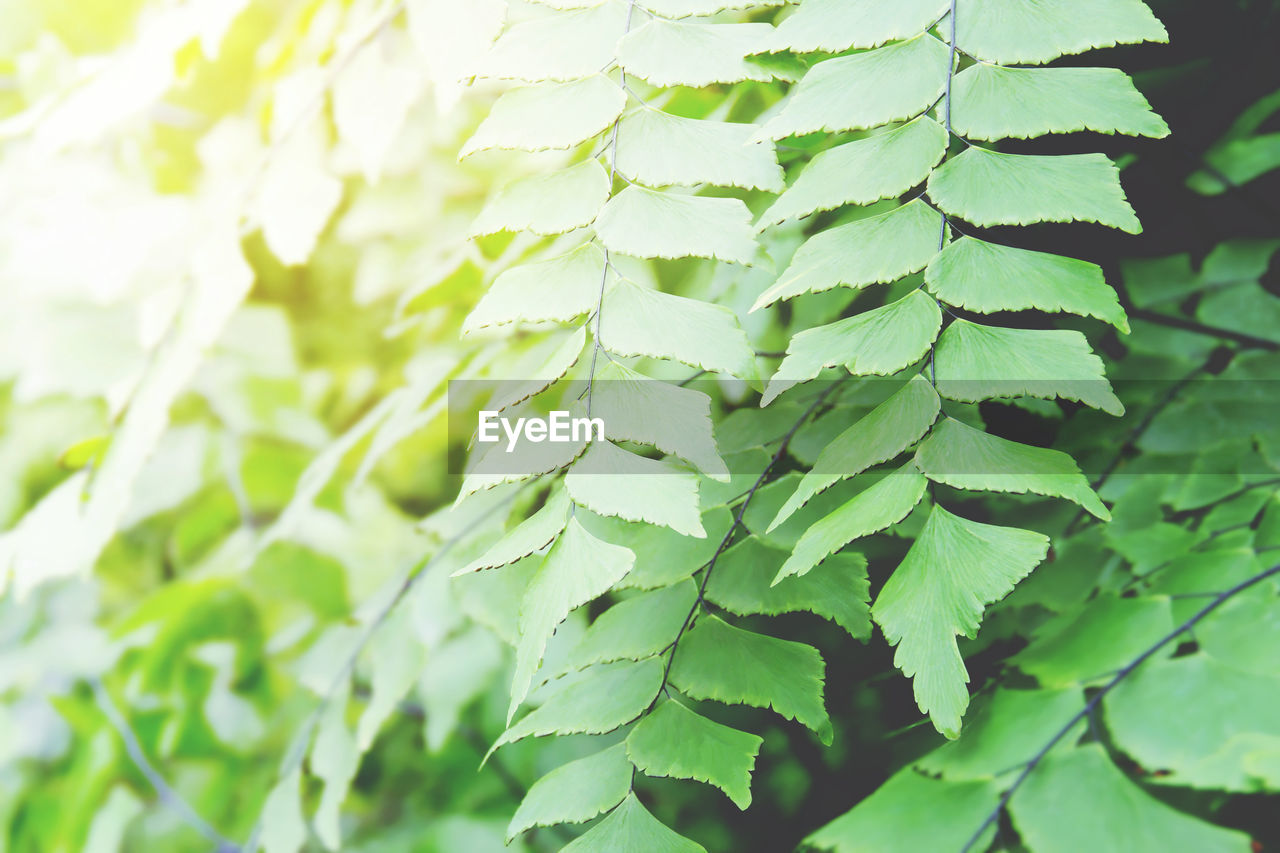 CLOSE-UP OF LEAVES